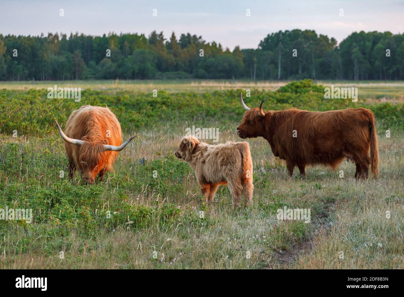Highland cattle couple graze in a green meadow Stock Photo - Alamy