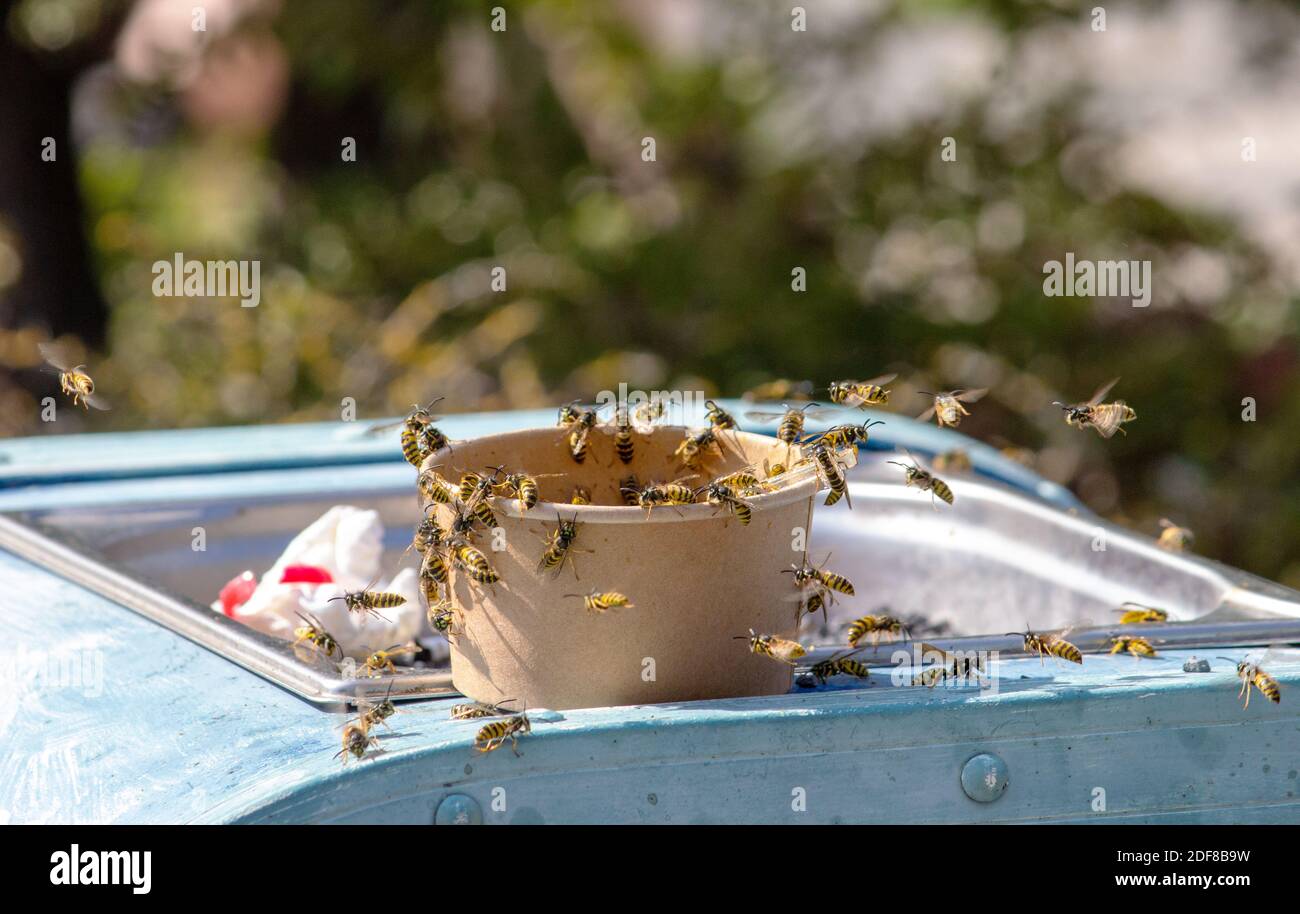 Several wasps are buzzing around an ice cream sundae, latin Vespula germanica Stock Photo