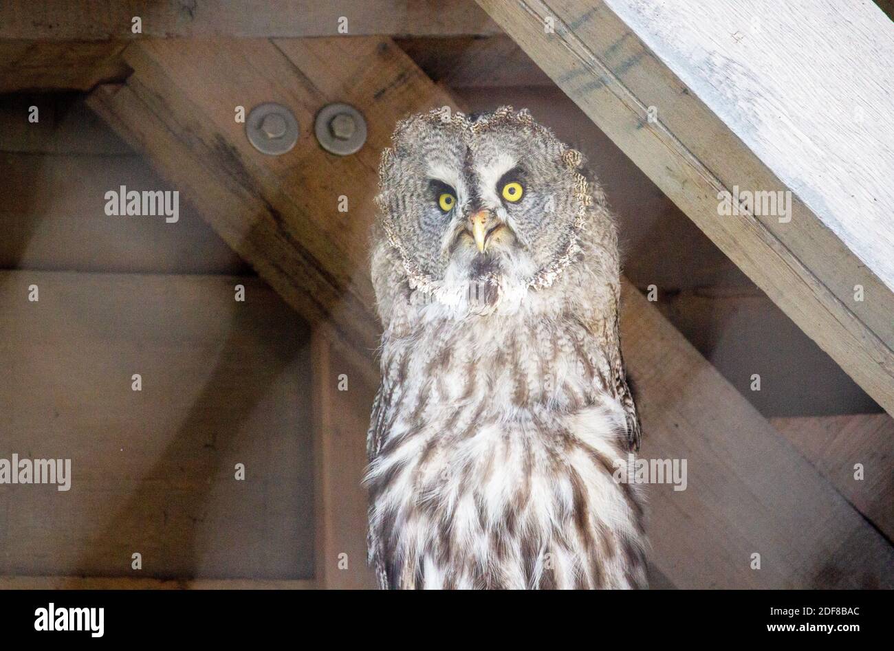 Front view of a great grey owl is a very large owl, latin Strix nebulosa Stock Photo