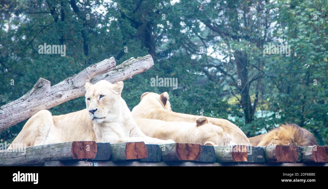 View of four white lions lying on a wooden plateau Stock Photo