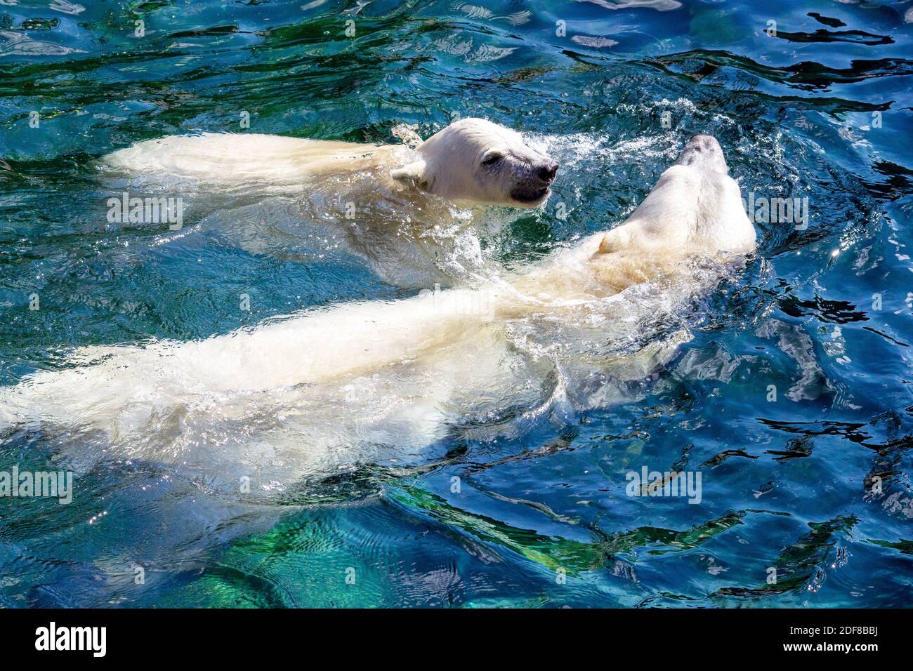 View of two polar bears, cub with its mother, while swimming, Ursus maritimus Stock Photo