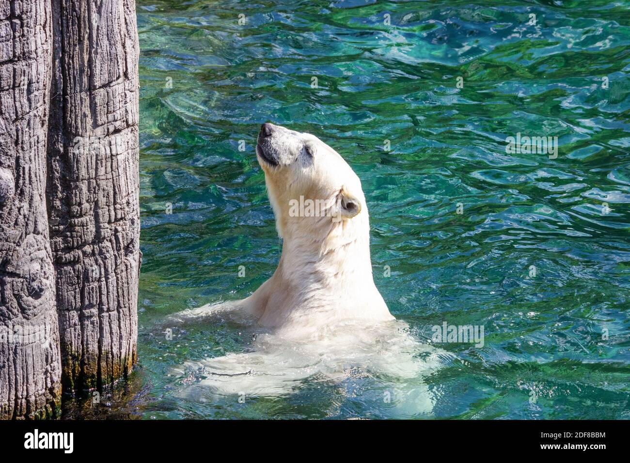 Image of a polar bear looking up from the water on a wall Stock Photo