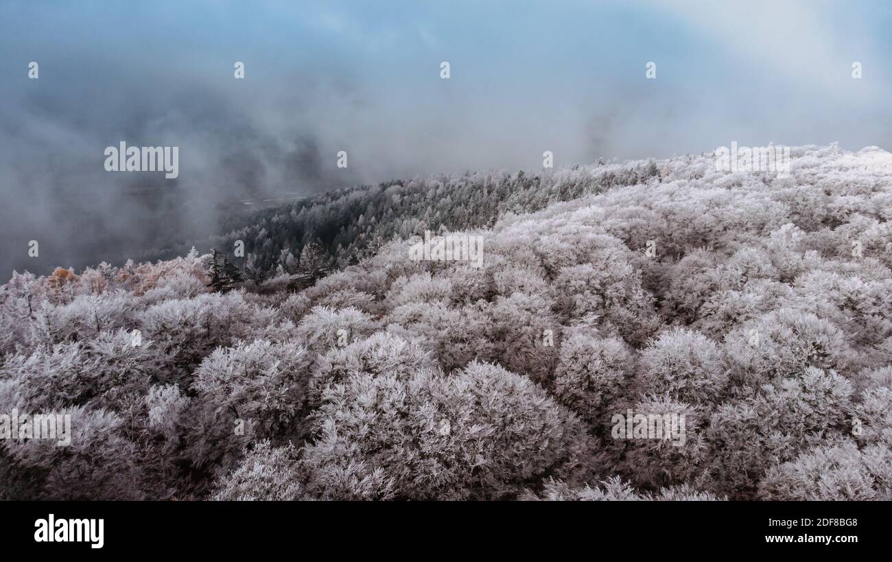 Winter forest landscape view from above.Frosty forest aerial drone view.Idyllic nature scenery from a bird eye view.Top view trees.Holiday freedom tra Stock Photo