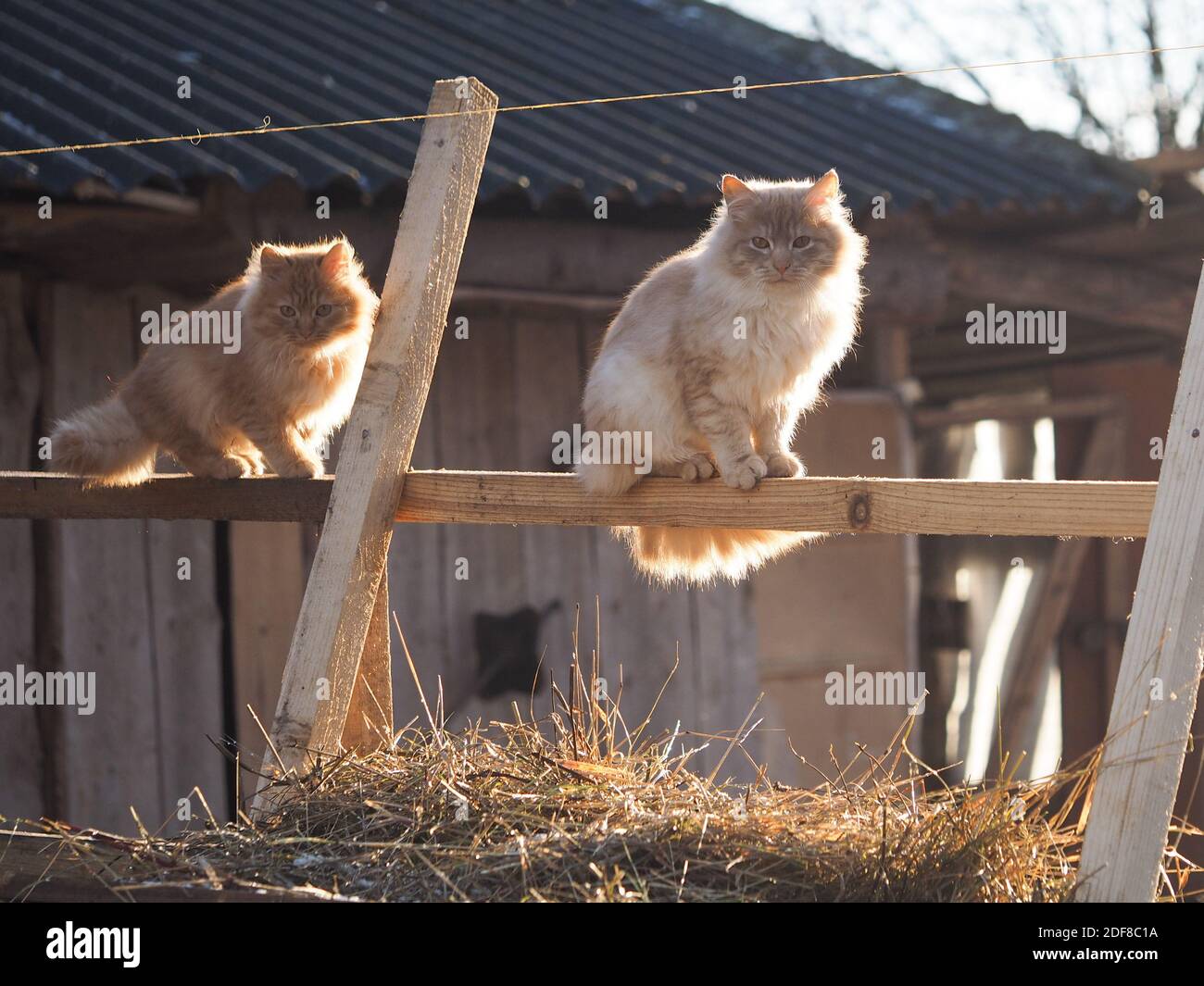 Village cats on the fence Stock Photo - Alamy