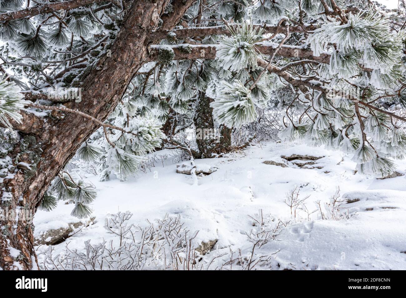 Snow covered evergreen branches, Snow on our evergreen tree…