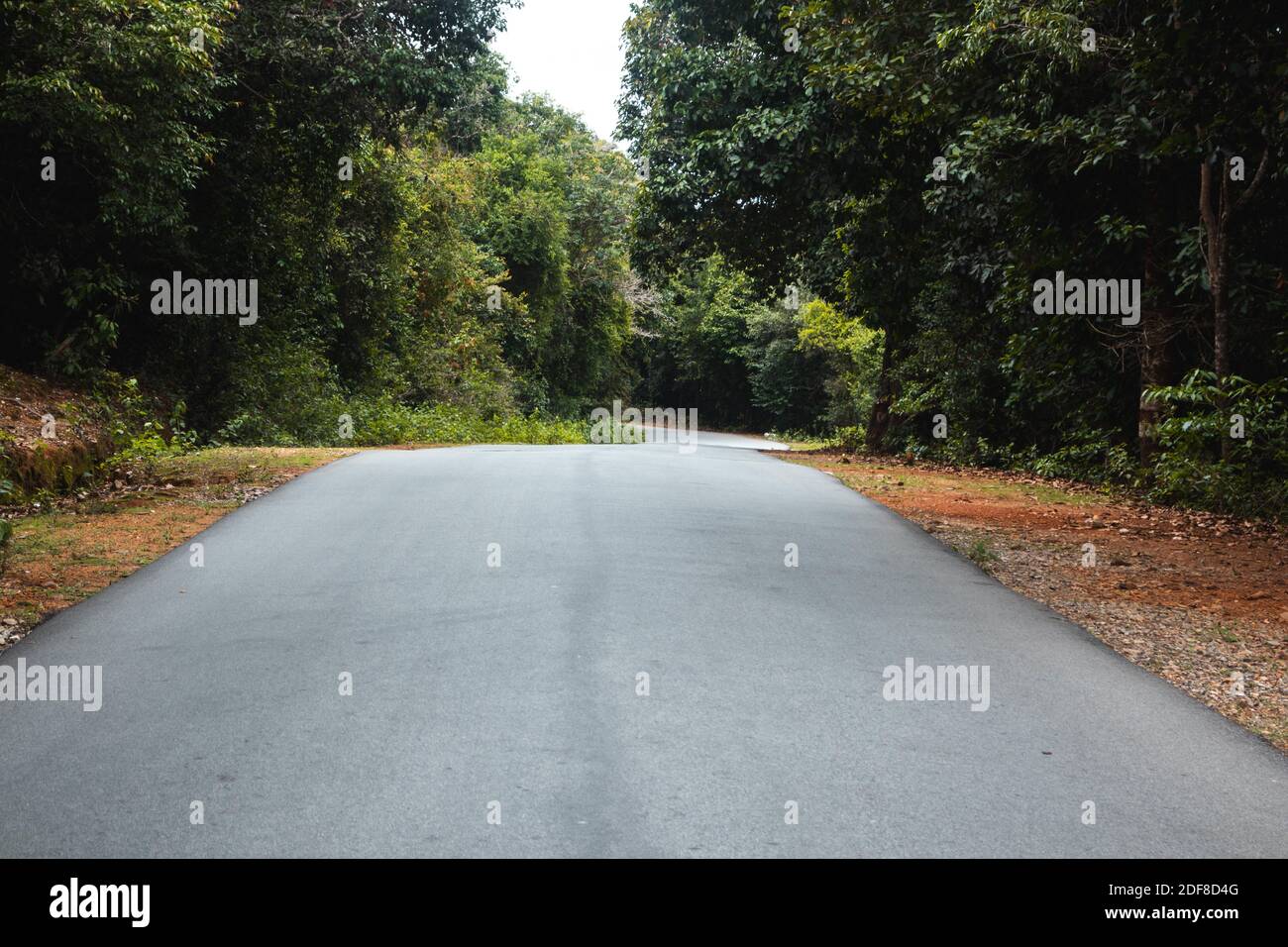An asphalt road through the forest Stock Photo - Alamy
