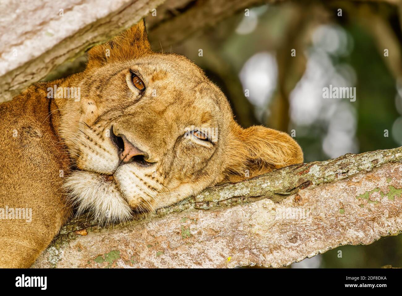 Tree climbing lion in Ishasha, Queen Elizabeth National Park, Uganda