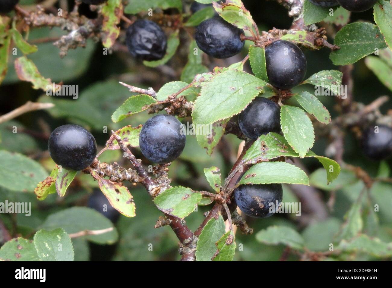 Sloe Berries On A Blackthorn Tree or Bush ( Prumus spinosa ) UK in September Stock Photo