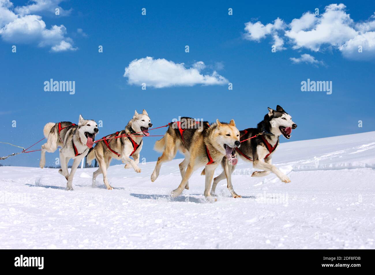 Malamute mountain hi-res stock photography and images - Alamy