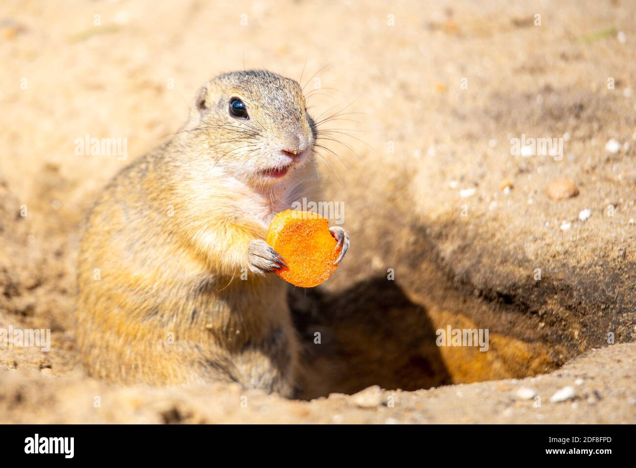 European ground squirrel, Spermophilus citellus, aka European souslik. Small rodent eating small piece of carrot Stock Photo