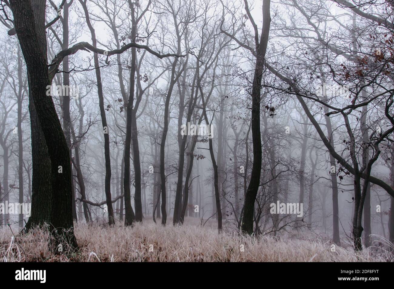 Magical old trees in fog.Amazing misty forest.Fantasy landscape with ...