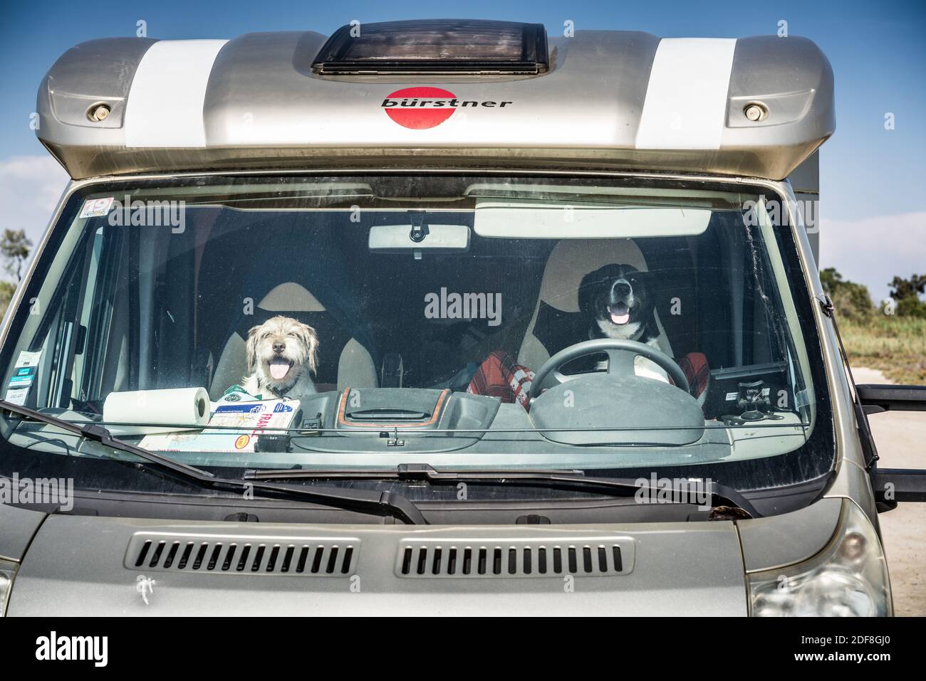 Dogs in the camping car, France, Provence, Europe. Stock Photo