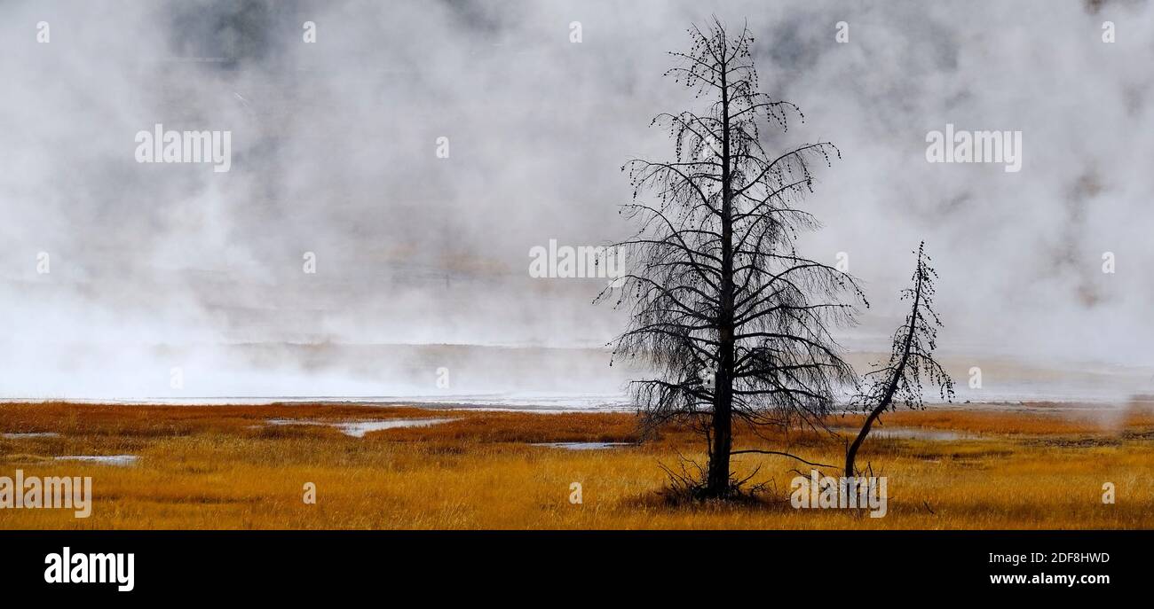 Yellowstone Spring Steam Geysers and steam from hot springs rising in Yellowstone National Park ...