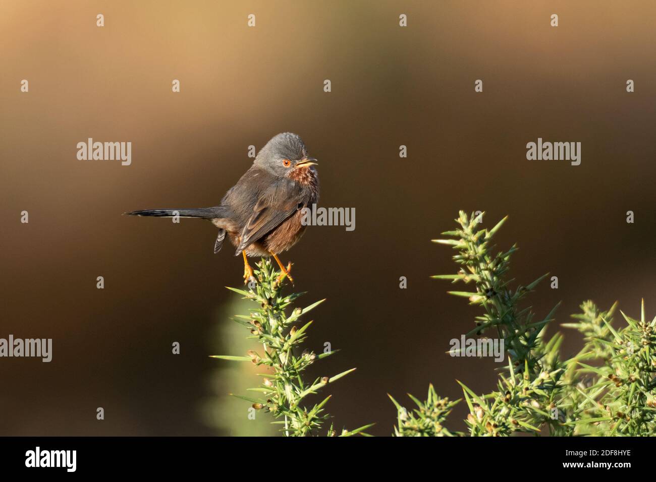 Male Dartford Warbler-Sylvia undata perches on common Gorse-Ulex. Autumn Stock Photo