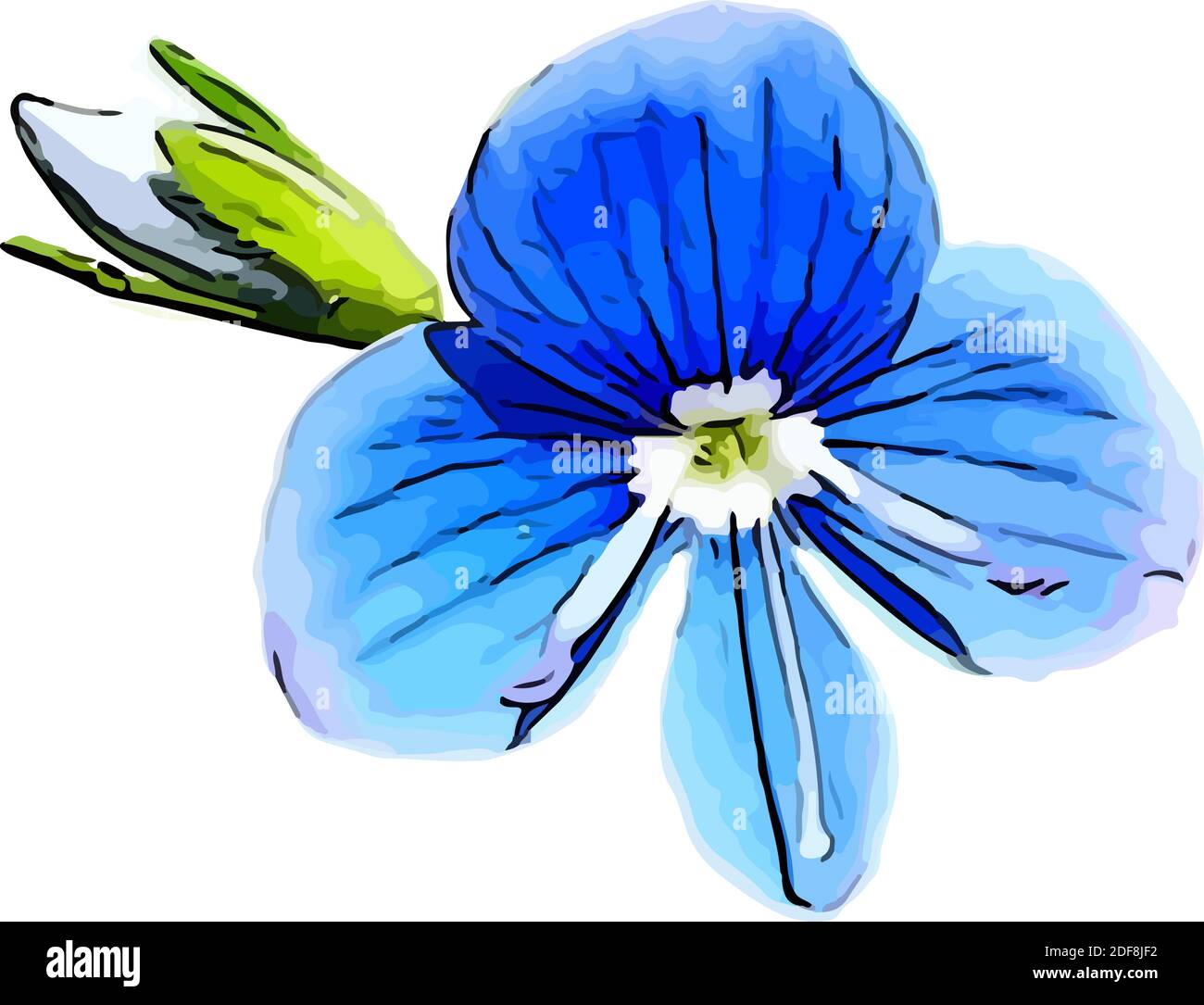 Veronica flower on white background Stock Vector Images - Alamy