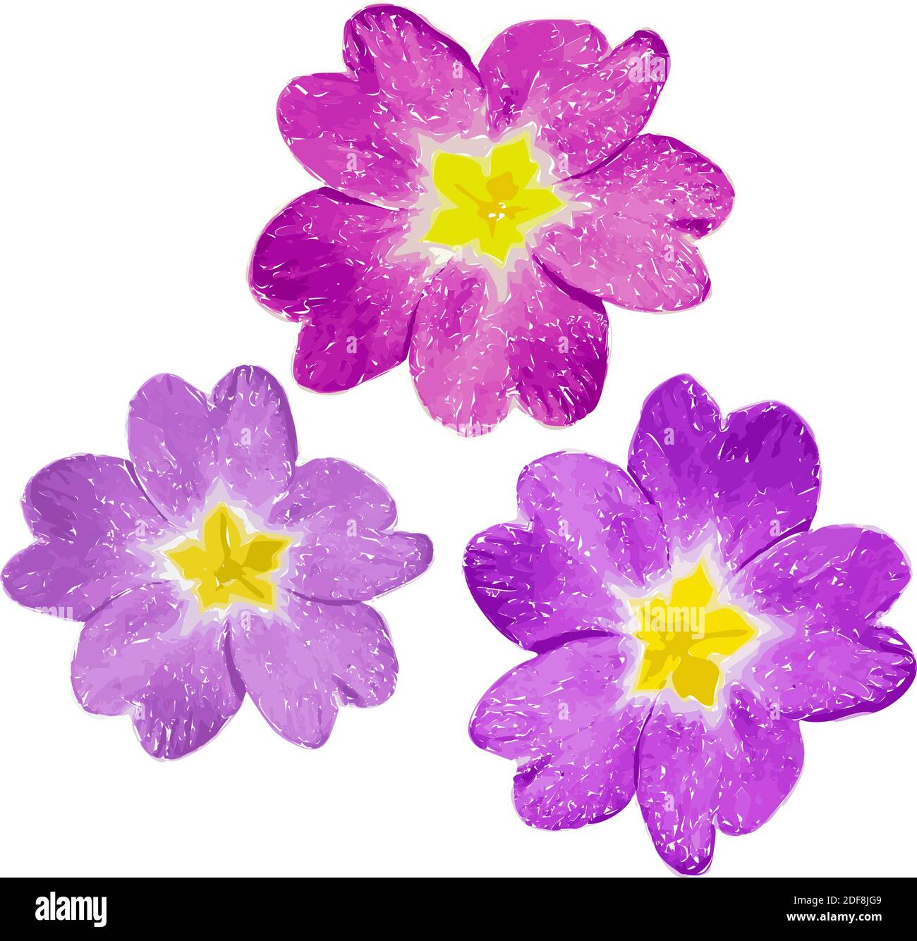Pink and violet flower with yellow middle isolated on white background. Illustration. Stock Vector
