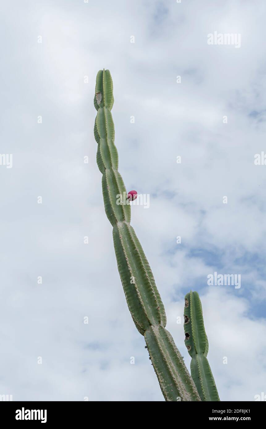 Cereus Repandus Cactus Reaching The Sky, Stock Photo