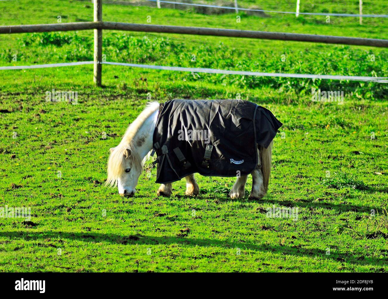 Horses grazing in field. Horses feeding in rural England. Black and white horses in beautiful landscape. Group of domesticated animals in a meadow. Stock Photo