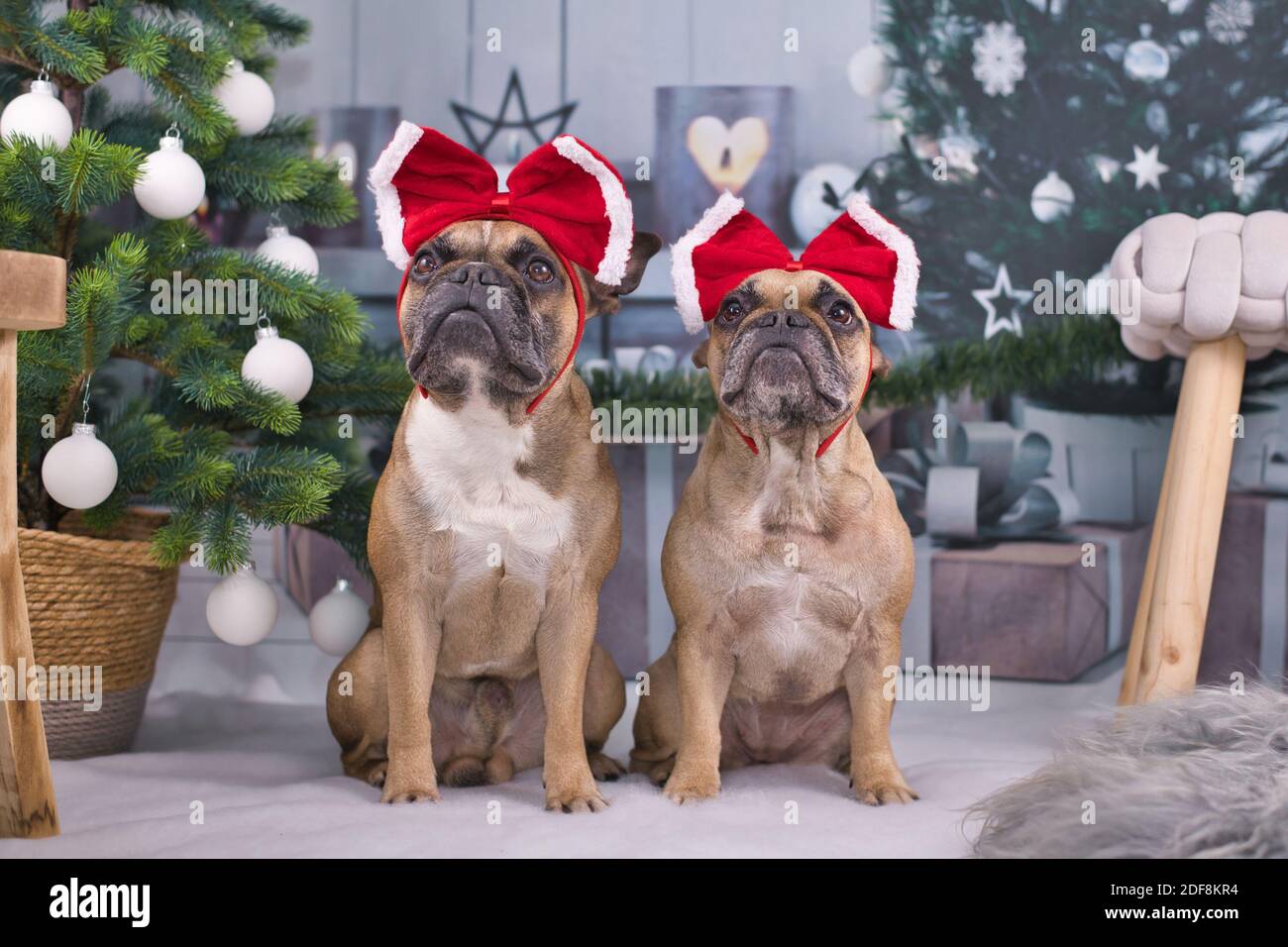 Pair of French Bulldog dogs dressed up with festive red ribbons on heads sitting between Christmas tree with baubles and gift boxes in blurry backgrou Stock Photo