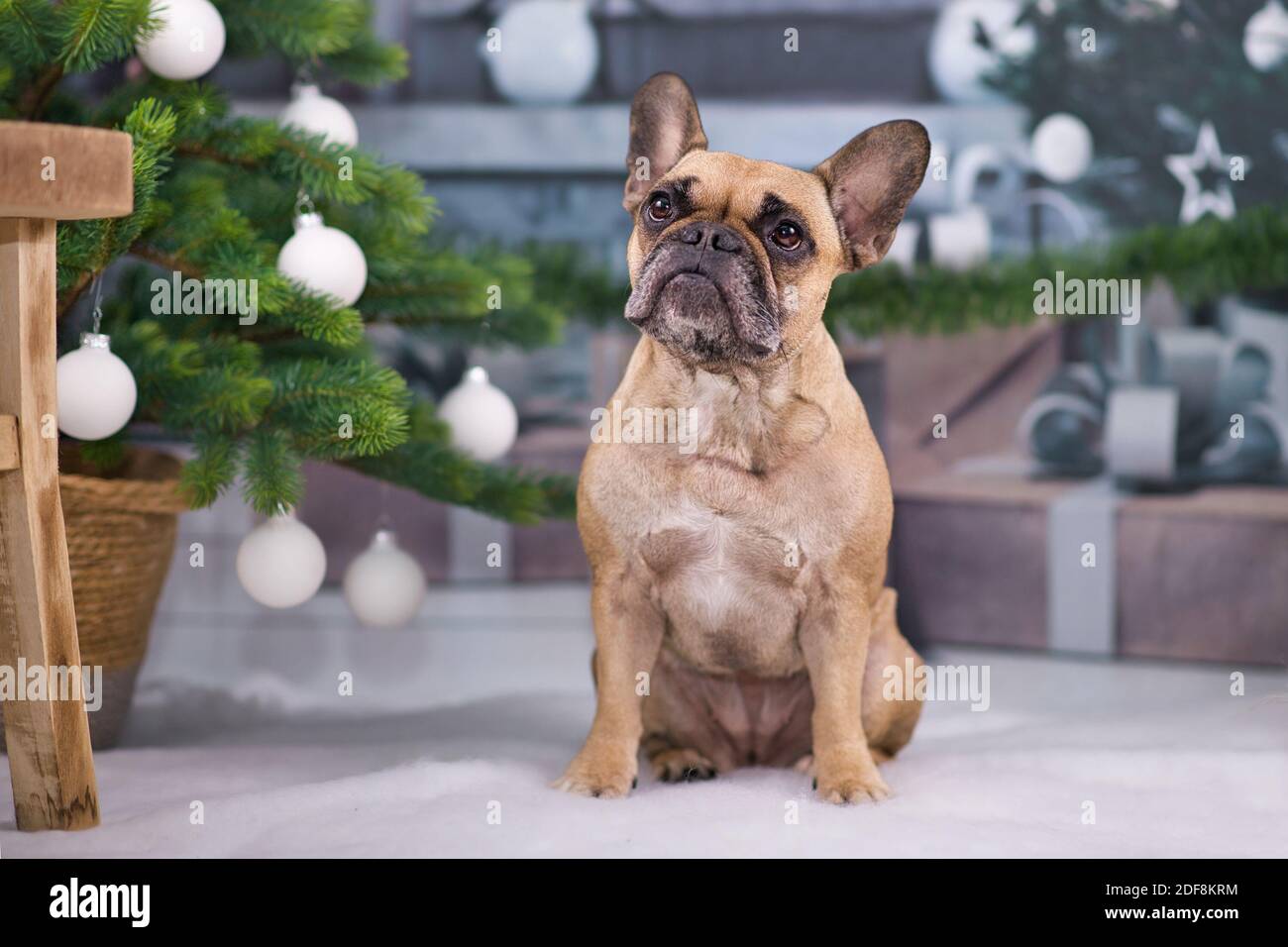 Beautiful French Bulldog dog sitting next to festive Christmas tree with white baubles and gift boxes in blurry background Stock Photo