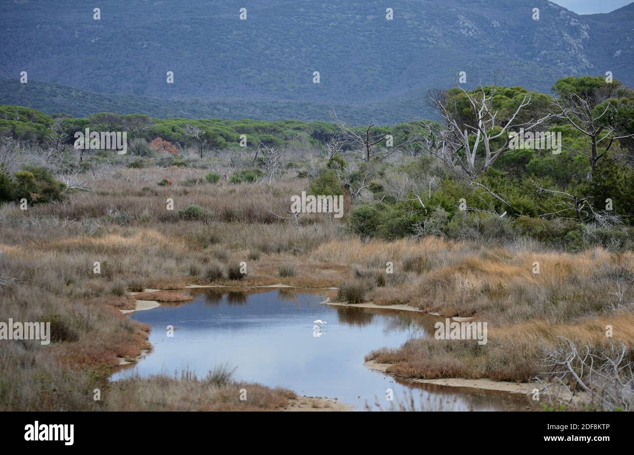 a glimpse of the wild and unspoiled vegetation of the land of the Uccellina park. On a small pond an egret is hunting for prey Stock Photo