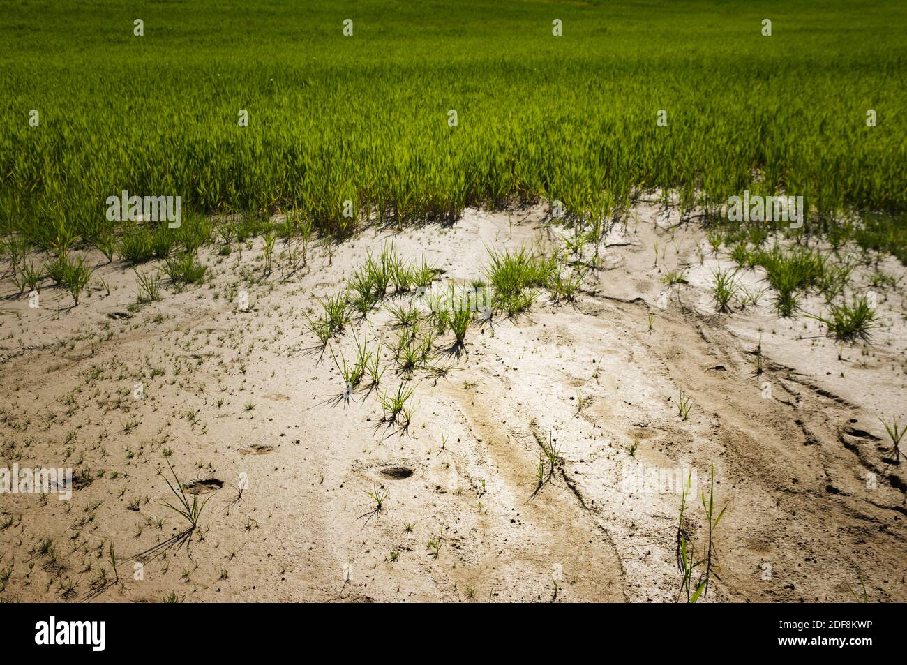Young plants struggling to grow in sandy soil Stock Photo Alamy