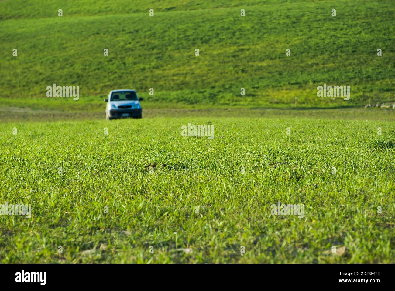 selective focus of green grass on background blurred car Stock Photo