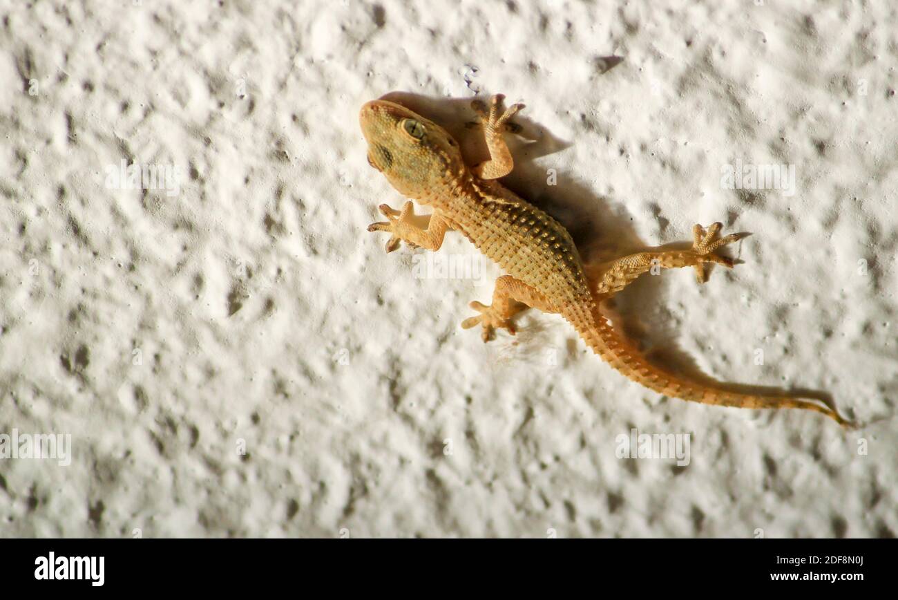 Beautiful House Lizard or little Gecko on white wall Stock Photo Alamy