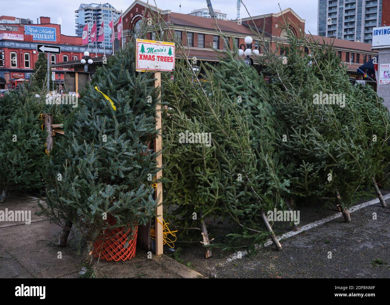 Christmas trees on display for sale at Byward Market in Ottawa Stock