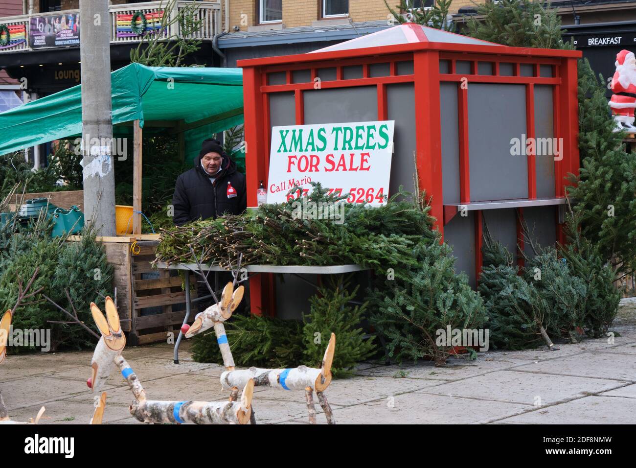 Vendor next to Christmas trees on display for sale at Byward Market in