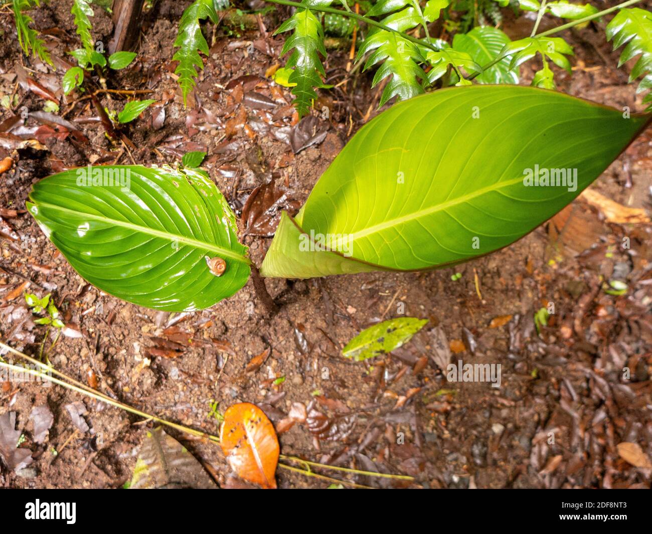 The rainforest of Costa Rica. Banana leaves and other large-leaved plants grow on the bottom of the tropical forest. Stock Photo