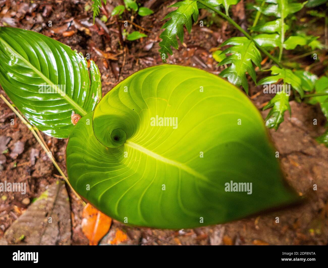 The rainforest of Costa Rica. Banana leaves and other large-leaved plants grow on the bottom of the tropical forest. Stock Photo