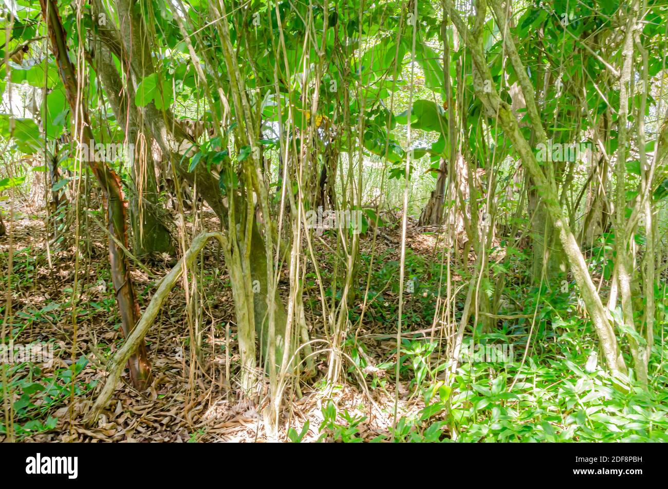 Cluster Of Trees Stock Photo Alamy