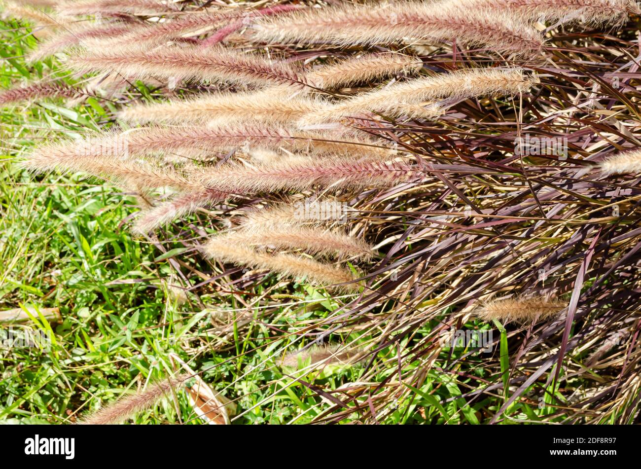 Purple Fountain Grass Stock Photo