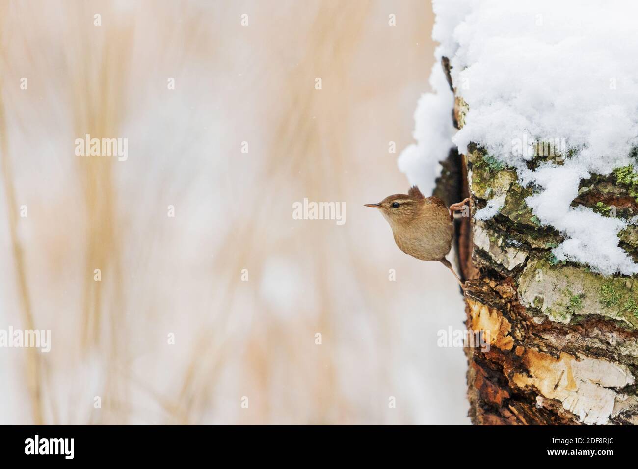 small bird wren sits on a snowy tree stump Stock Photo