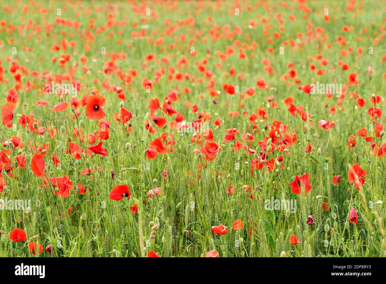 Many bright red poppies growing in unripe wheat field Stock Photo - Alamy