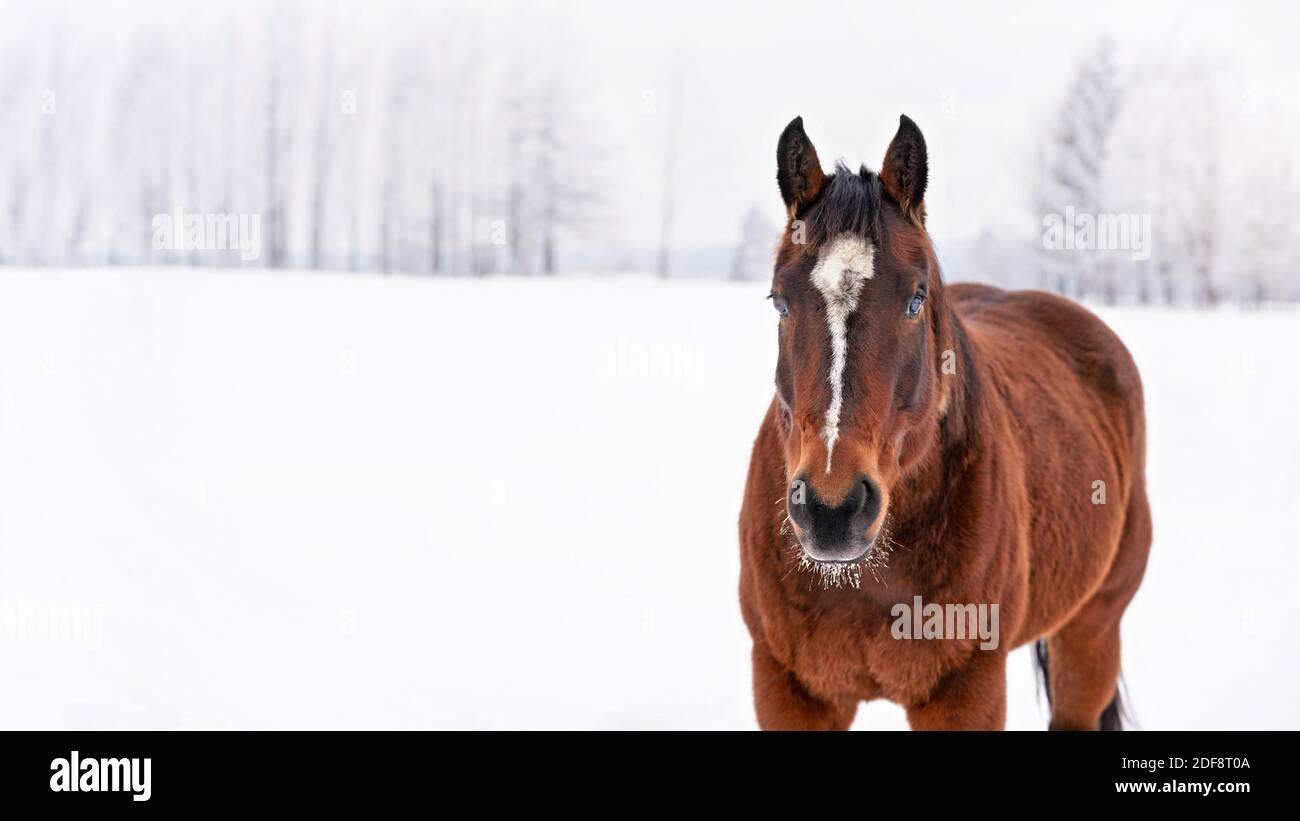 Dark brown horse walks on snow covered field, detail at head from front Stock Photo