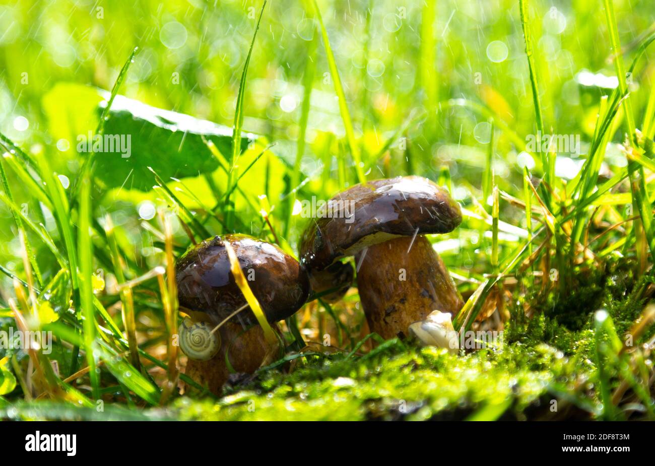 The mushrooms in Forest After the rain. Stock Photo