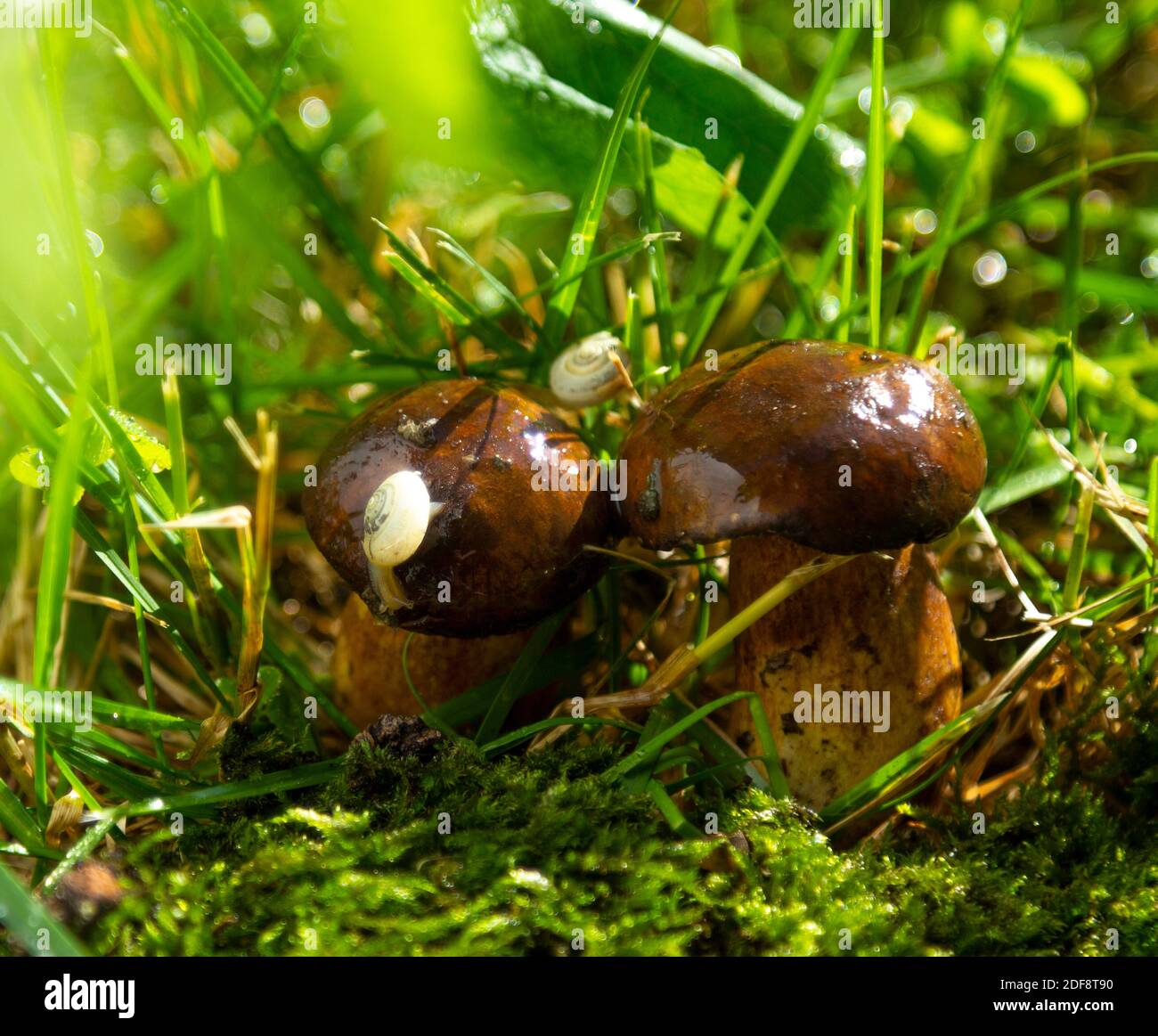 Tha snails on the mushrooms. Forest After the rain. Stock Photo