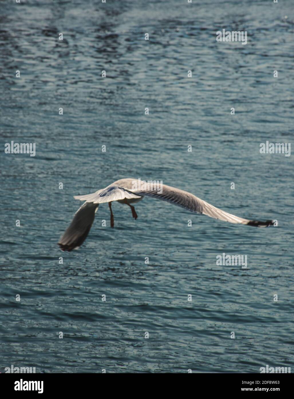 Seagull in flight Stock Photo