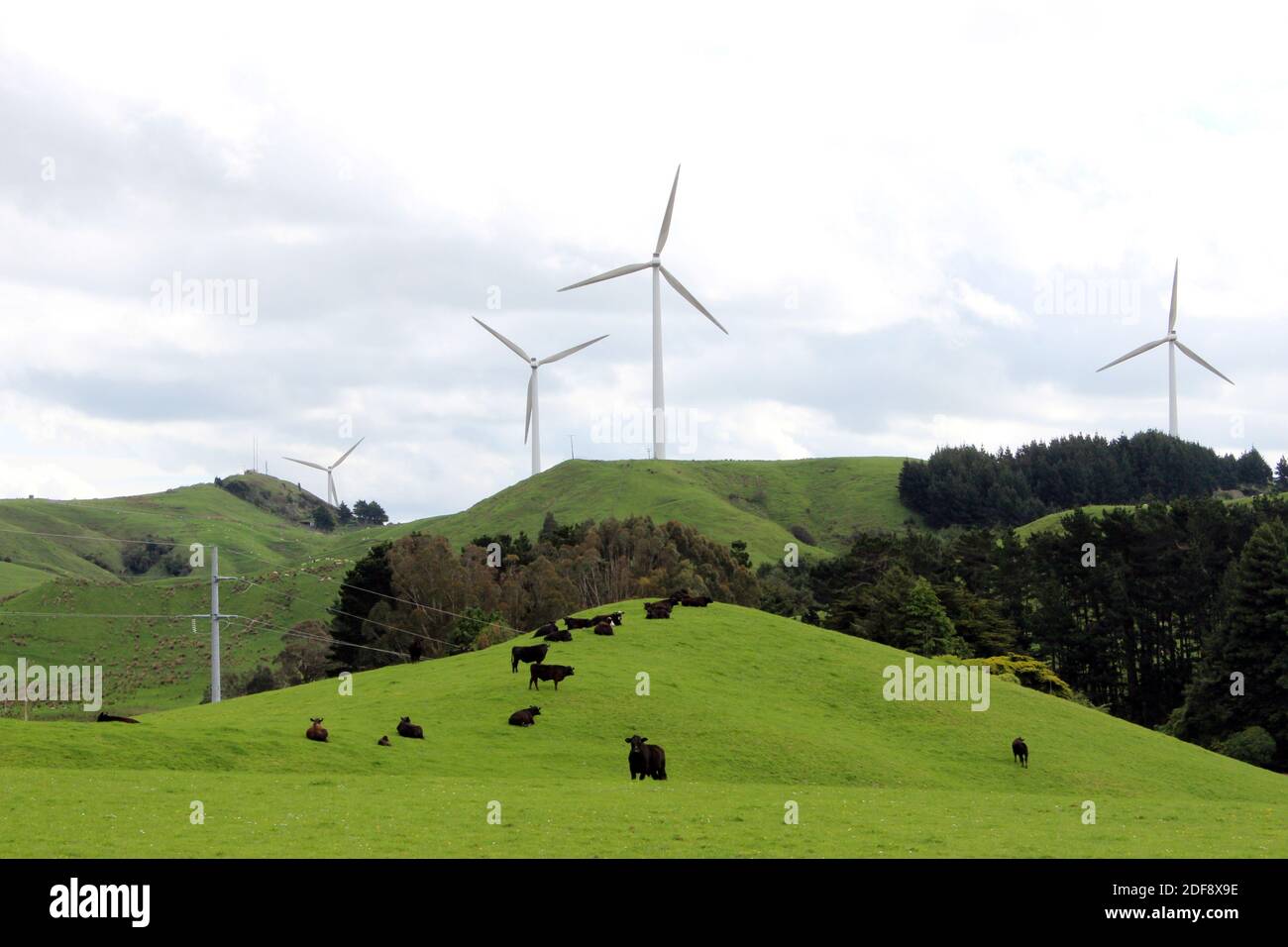 Cows graze near wind farms on the east coast region of Hawke's Bay, New Zealand October 30, 2020. Picture taken October 30, 2020. REUTERS/Praveen Menon Stock Photo