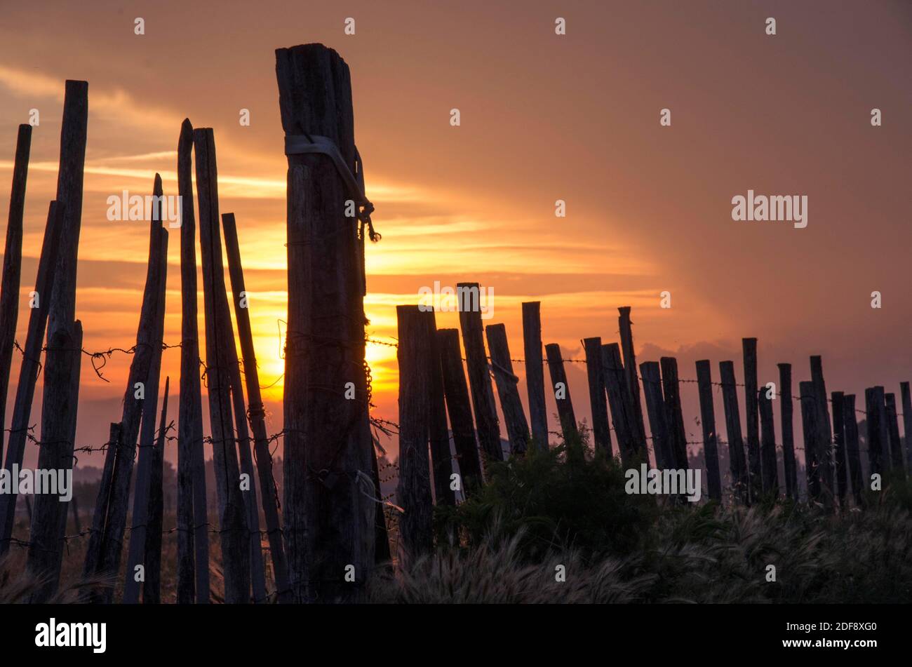 Sunset over the Camargue with silhouetted fences Stock Photo