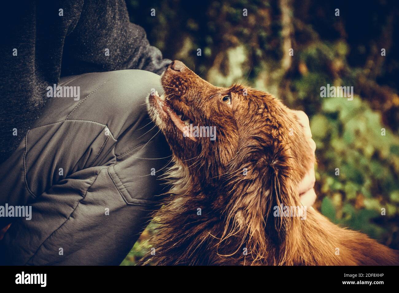 Cute brown dog getting attention Stock Photo Alamy