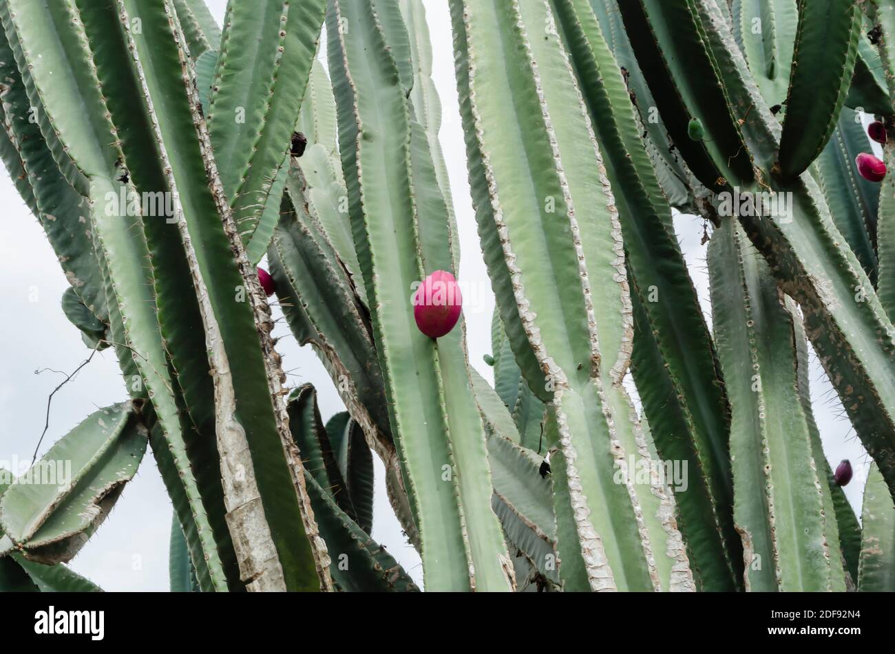 Peruvian Apple On Cactus Plant Stock Photo