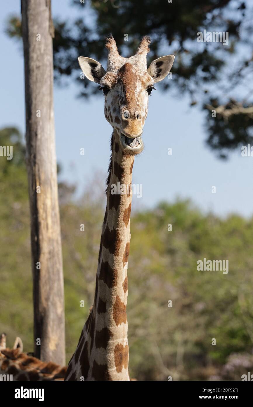 A giraffe at the Bordeaux-Pessac zoo. The pessac zoo had to adapt during the Covid-19 crisis and find an adequate mode of operation. In the absence of additional visitors, the zoo's financial stability is limited in time like many other businesses that have to adapt during this crisis situation. In Pessac, France, April 9, 2020.Photo by Thibaud Moritz / ABACAPRESS.COM Stock Photo