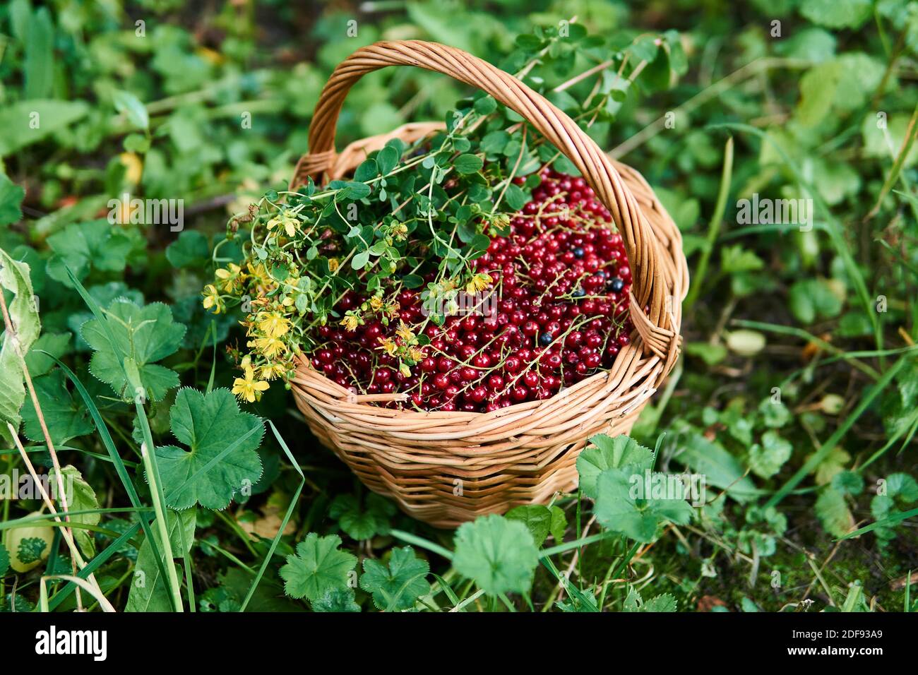 wicker basket full of red currant berries and a bunch of St. John's wort flowers stand in the grass Stock Photo