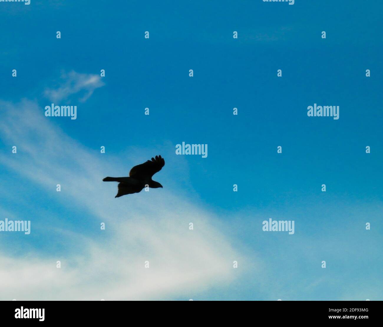 Silhouette of a Red-Tailed Hawk Bird of Prey Raptor as it Soars with a Full Wing Span Open Through the Bright Blue Sky with a Few Clouds Stock Photo