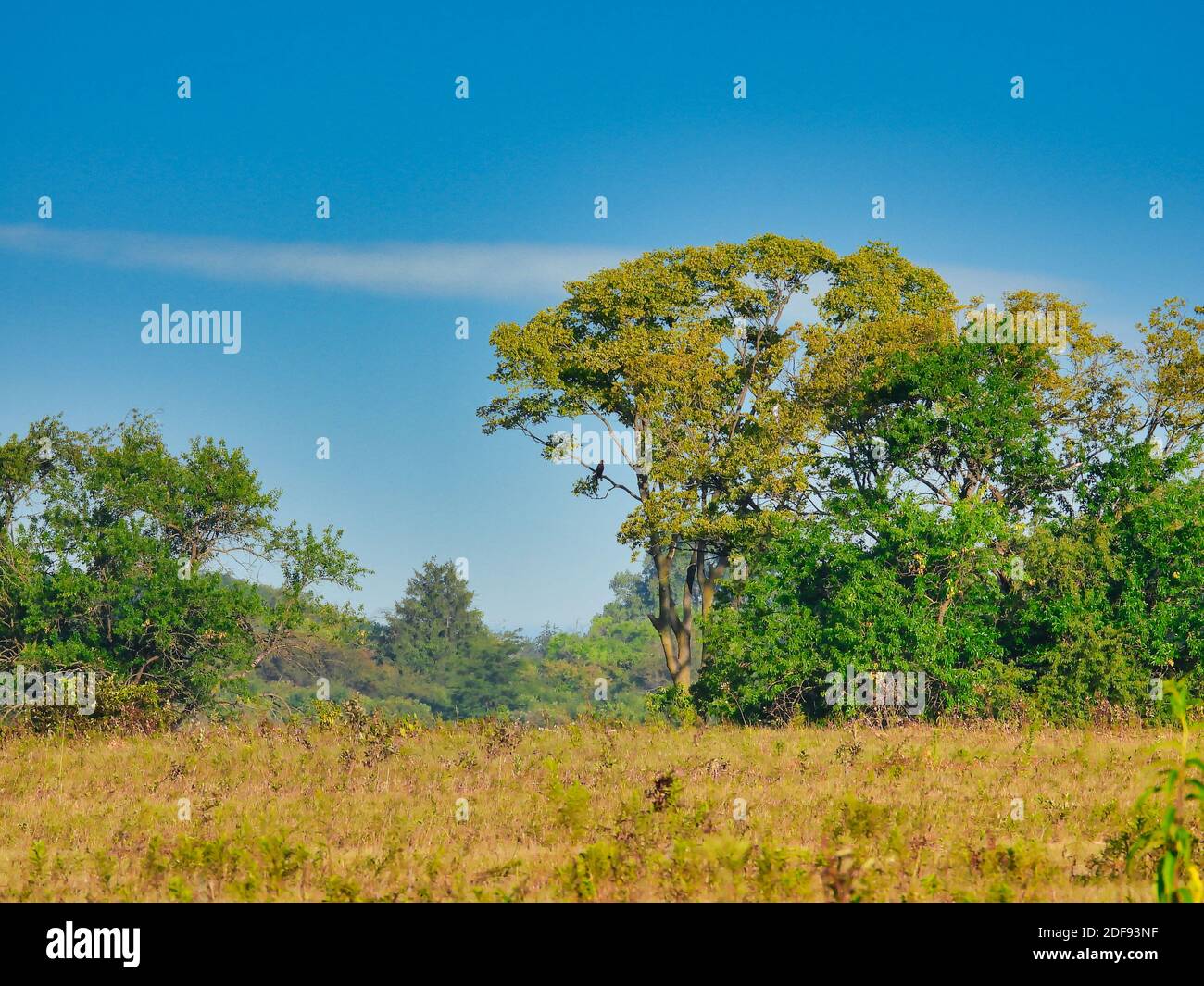 Landscape Scenic View of Prairie Opening Up to Line of Trees with a Red Tailed Hawk Perched in a Lower Branch of the Large Tree, Bright Blue Sky Stock Photo