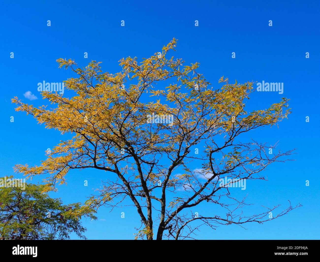 Honey Locust Tree with Yellow Fall Leaf Colors with Vibrant Blue Sky Stock Photo