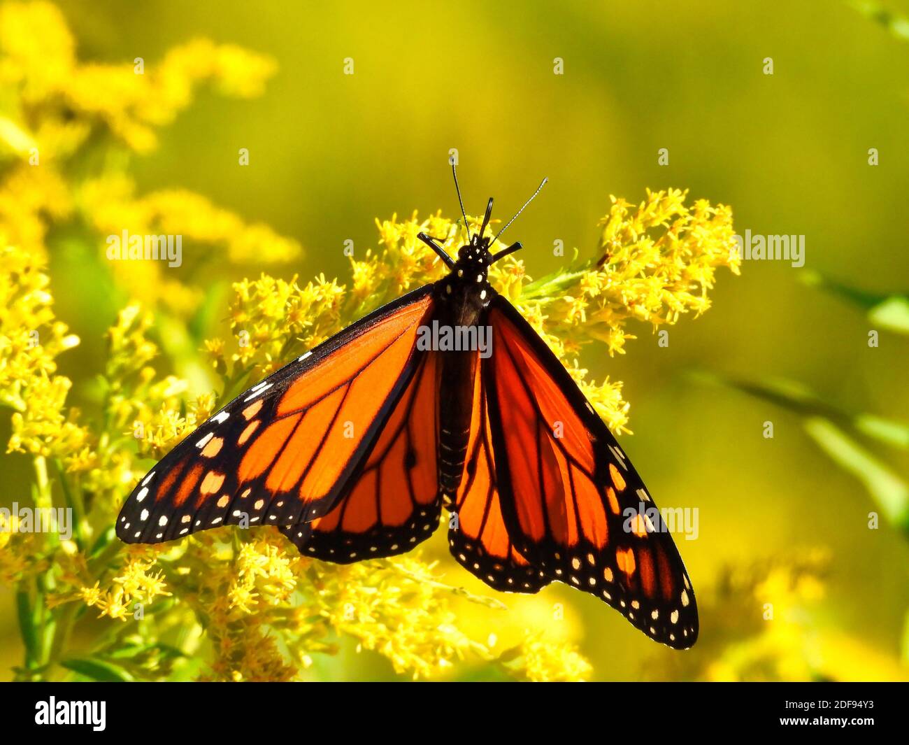 Monarch Butterfly with Red and Orange Wings Eating Yellow Goldenrod